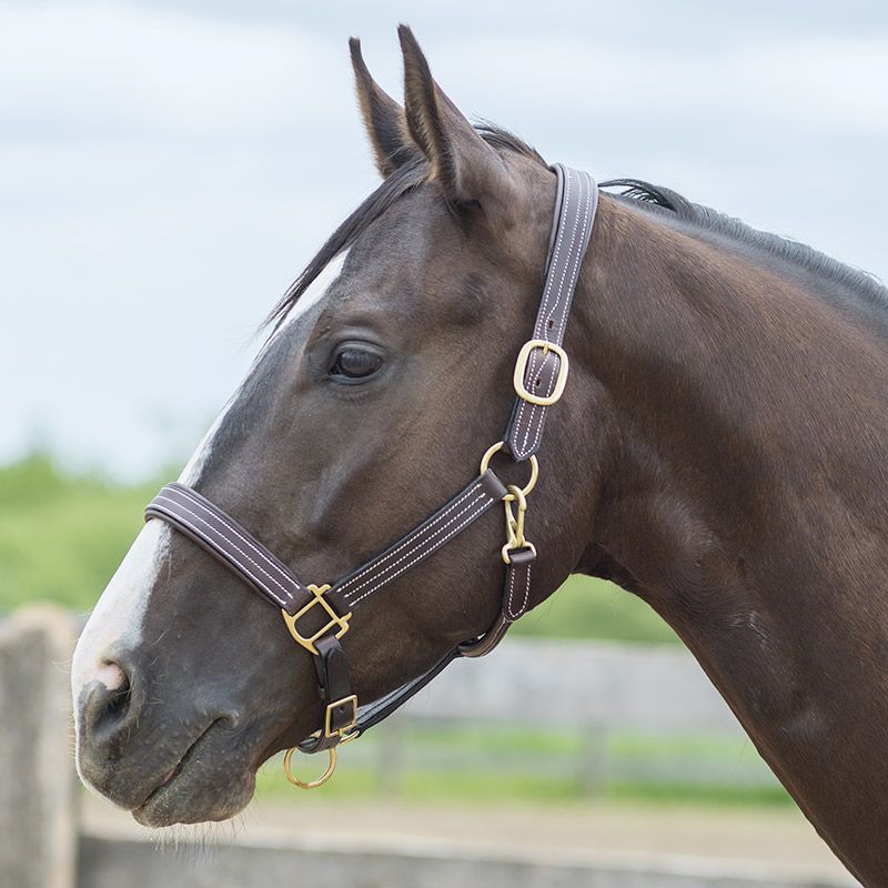 Bromont Basic Leather Halter - Pony