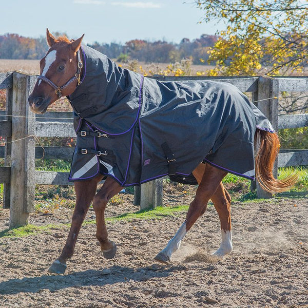 Canadian Horsewear VIOLET Diablo Rainsheet 50 gm - 78"